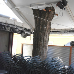 Moonshine Grill 30'x25' Tree Hugger SXSW